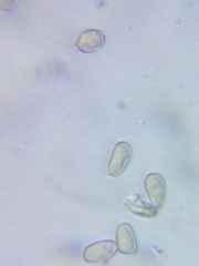 Inocybe subtomentosa