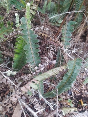 Pleopeltis lepidopteris