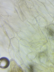 Inocybe subtomentosa