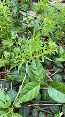 Galium aparine