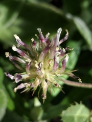 Trifolium obtusiflorum