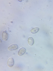 Inocybe subtomentosa