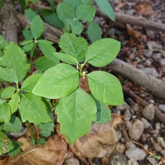 Euphorbia