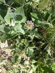 Trifolium obtusiflorum