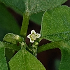 Euphorbia