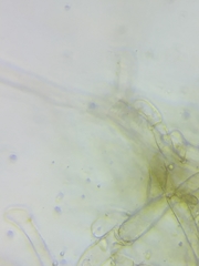 Inocybe subtomentosa