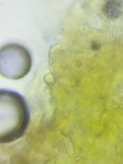 Inocybe subtomentosa