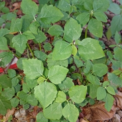 Euphorbia