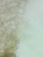 Inocybe subtomentosa