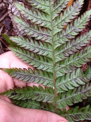 Ctenitis latifrons