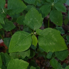 Euphorbia