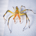 Araña Saltarina Verde Enmascarada - Photo (c) Rick McNelly, algunos derechos reservados (CC BY-NC), subido por Rick McNelly