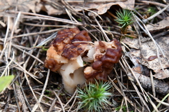 Gyromitra gigas