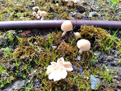 Fungi