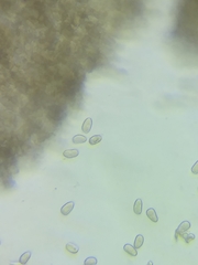 Inocybe subtomentosa