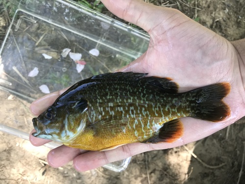 Greengill Sunfish