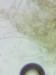 Inocybe subtomentosa