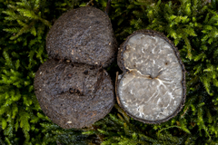 Tuber panniferum