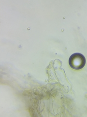 Inocybe subtomentosa