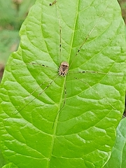 Leiobunum blackwalli