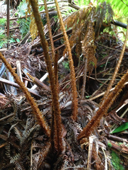 Dryopteris unidentata