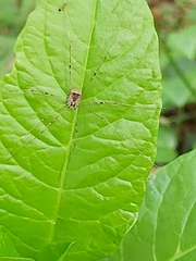 Leiobunum blackwalli