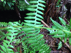 Pseudophegopteris keraudreniana