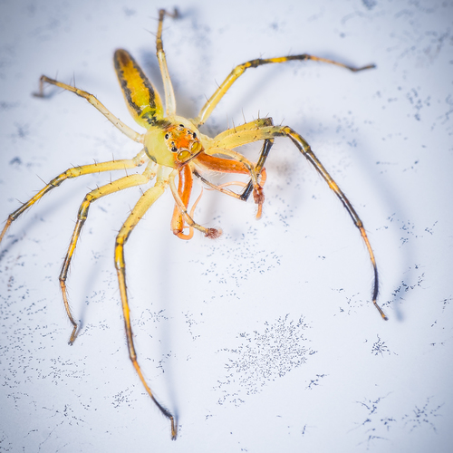 Magnolia Green Jumping Spider