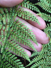Dryopteris unidentata