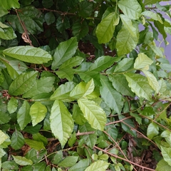 Magnoliopsida