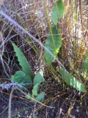 Tritoniopsis flexuosa