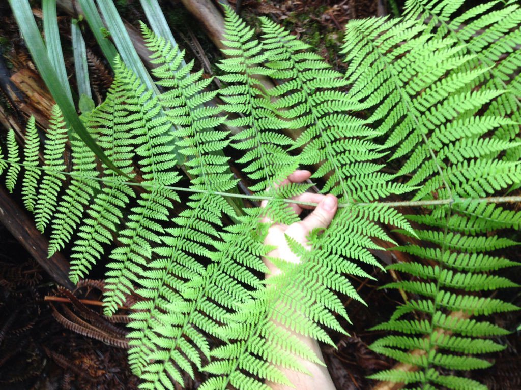 Dryopteris unidentata