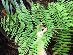 Dryopteris unidentata
