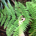 Dryopteris unidentata - Photo (c) Jake Gross, some rights reserved (CC BY-SA), uploaded by Jake Gross