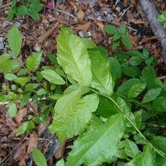 Magnoliopsida