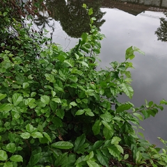 Magnoliopsida