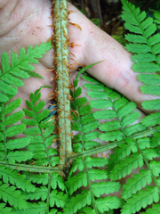 Dryopteris unidentata