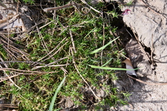 Scleranthus perennis