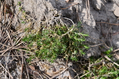 Scleranthus perennis