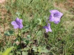 Ruellia