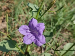 Ruellia
