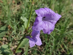 Ruellia