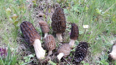 Morchella deliciosa