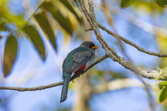 Priotelus roseigaster