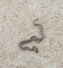 Sistrurus tergeminus