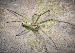 Leucauge venusta