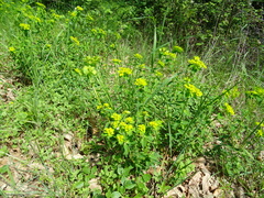 Euphorbia verrucosa