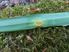 Melampsora galanthi-fragilis
