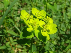 Euphorbia verrucosa