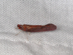 Apache californicum